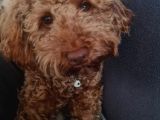 Dişi Minyatür Poodle