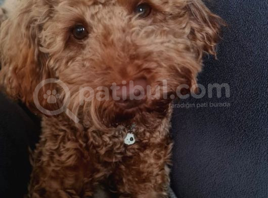 Dişi Minyatür Poodle görsel