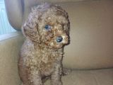 Dişi minyatür poodle