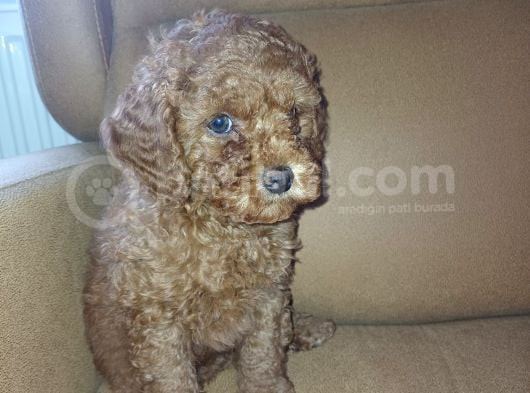 Dişi Minyatür Poodle