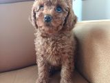 Dişi Minyatür Poodle