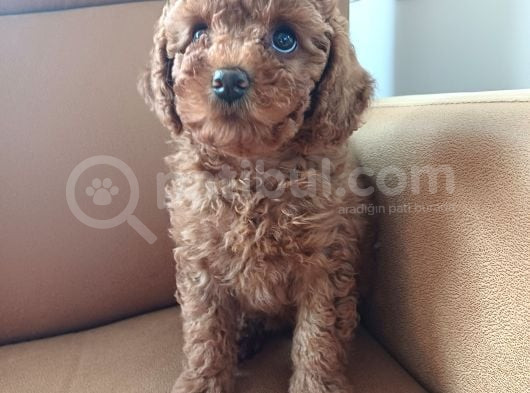 Dişi Minyatür Poodle görsel