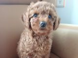 Dişi Minyatür Poodle
