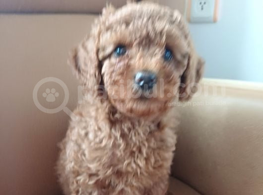 Dişi Minyatür Poodle görsel