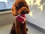 Dişi Minyatür Poodle