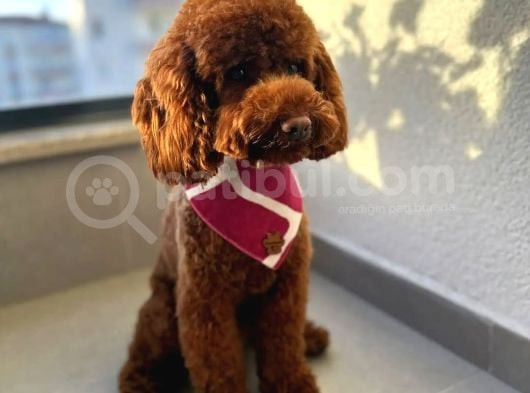 Dişi Minyatür Poodle görsel