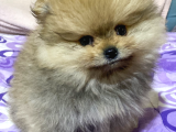740 Gr Teacup Garanti̇li̇ Pomerani̇an Boo Bebeği̇m