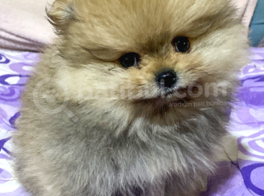 740 Gr Teacup Garanti̇li̇ Pomerani̇an Boo Bebeği̇m görsel