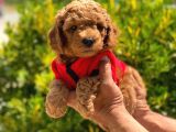 Toy Poodle Orji̇nal Safkan Anne Altinda