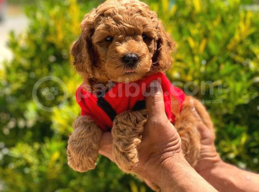 Toy Poodle Orji̇nal Safkan Anne Altinda görsel