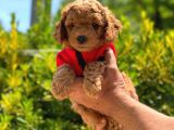 Toy Poodle Orji̇nal Safkan Anne Altinda