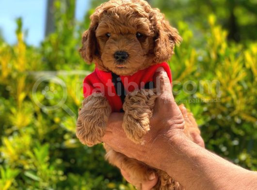 Toy Poodle Orji̇nal Safkan Anne Altinda görsel