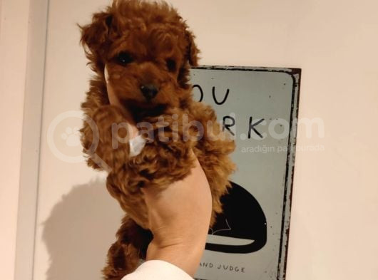Tatlı Toy Poodle Bebeklerim görsel