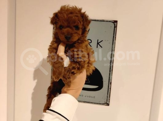 Tatlı Toy Poodle Bebeklerim görsel