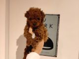Tatlı toy poodle bebeklerim