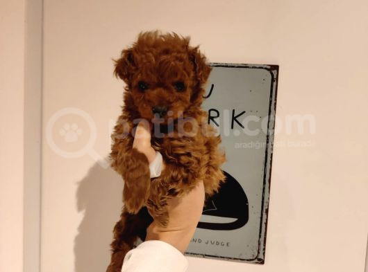 Tatlı Toy Poodle Bebeklerim
