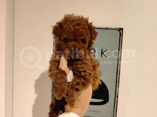 Tatlı Toy Poodle Bebeklerim görsel