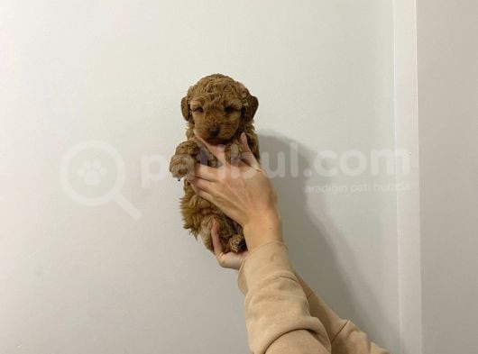 Show Kalite Sağlık Garantili Yavrularım görsel