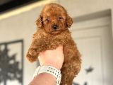 Çi̇ftli̇ği̇mi̇zden Red Brown Toy Poodle Oyuncak Bebekler