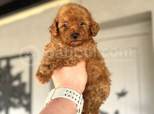 Çi̇ftli̇ği̇mi̇zden Red Brown Toy Poodle Oyuncak Bebekler görsel