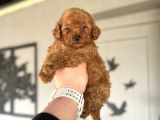 Çi̇ftli̇ği̇mi̇zden Red Brown Toy Poodle Oyuncak Bebekler