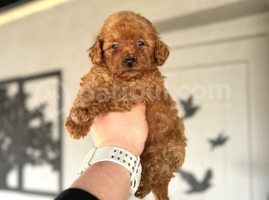 Çi̇ftli̇ği̇mi̇zden Red Brown Toy Poodle Oyuncak Bebekler