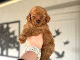 Çi̇ftli̇ği̇mi̇zden Red Brown Toy Poodle Oyuncak Bebekler
