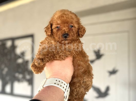 Çi̇ftli̇ği̇mi̇zden Red Brown Toy Poodle Oyuncak Bebekler görsel