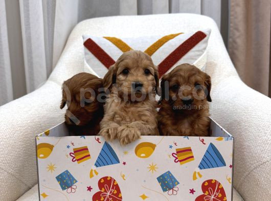 Maltipoo Bebeklerim