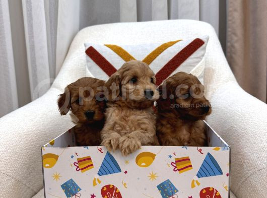 Maltipoo Bebeklerim görsel