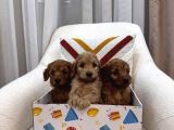 Maltipoo Bebeklerim