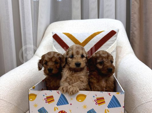 Maltipoo Bebeklerim görsel