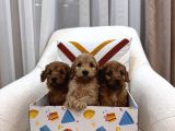 Maltipoo Bebeklerim
