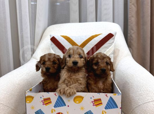 Maltipoo Bebeklerim görsel
