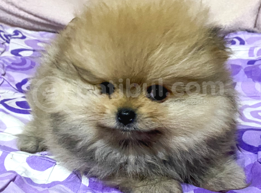 740 Gr Teacup Garanti̇li̇ Pomerani̇an Boo Bebeği̇m