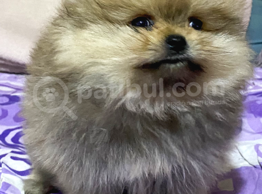 740 Gr Teacup Garanti̇li̇ Pomerani̇an Boo Bebeği̇m görsel