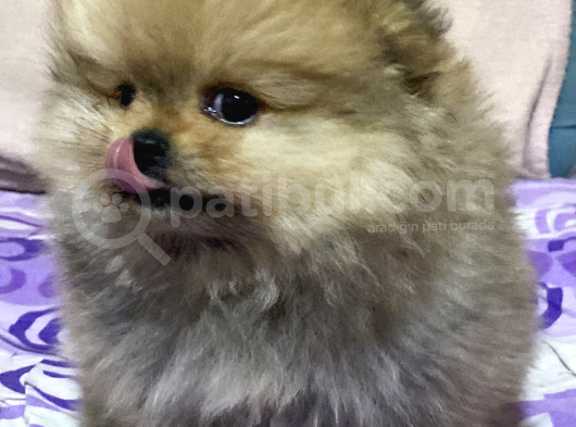 740 Gr Teacup Garanti̇li̇ Pomerani̇an Boo Bebeği̇m görsel