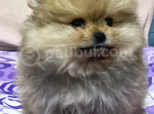 740 Gr Teacup Garanti̇li̇ Pomerani̇an Boo Bebeği̇m görsel