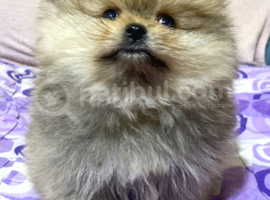 740 Gr Teacup Garanti̇li̇ Pomerani̇an Boo Bebeği̇m görsel