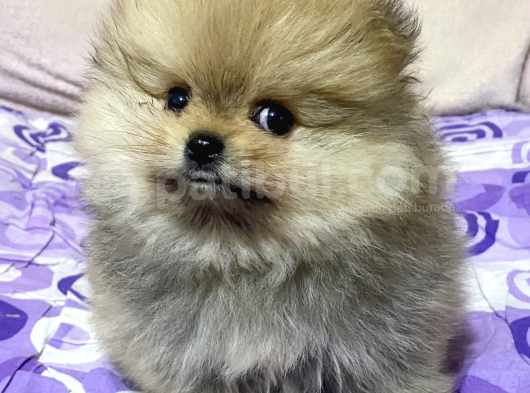 740 Gr Teacup Garanti̇li̇ Pomerani̇an Boo Bebeği̇m görsel