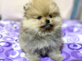 740 Gr Teacup Garanti̇li̇ Pomerani̇an Boo Bebeği̇m