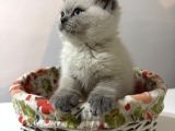 Tatlı British Bluepoint Shorthair Yavrularımız