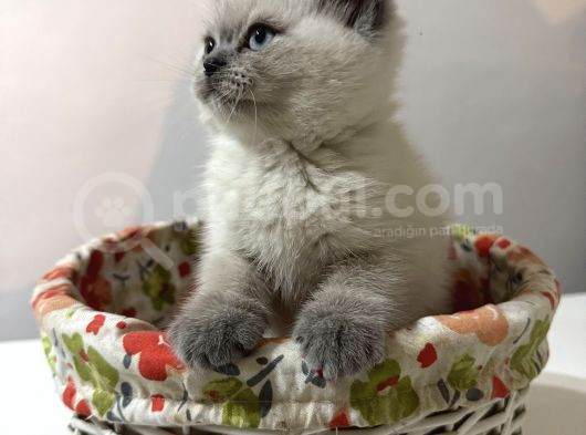 Tatlı British Bluepoint Shorthair Yavrularımız görsel