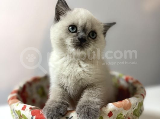 Tatlı British Bluepoint Shorthair Yavrularımız görsel