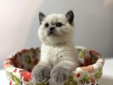 Tatlı British Bluepoint Shorthair Yavrularımız