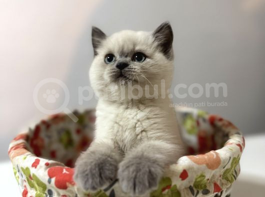 Tatlı British Bluepoint Shorthair Yavrularımız görsel