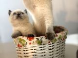 Tatlı British Bluepoint Shorthair Yavrularımız