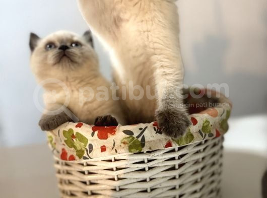 Tatlı British Bluepoint Shorthair Yavrularımız görsel