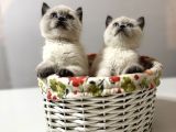 Tatlı British Bluepoint Shorthair Yavrularımız
