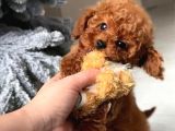2 Aylık Original Korekan Poodle